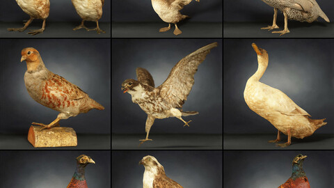 9 Birds 1: A Breathtaking Collection of 3D Scanned Models for VR, Arch Viz, and More