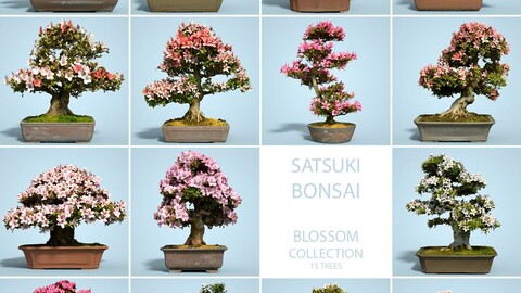 Blossom Your Way to the Top with the 16 Blossoming Bonsai Tree Collection!