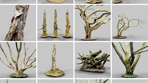 Get Stumped by the 16 Forest Tree and Stump Collection - The Root of Your Next Project!