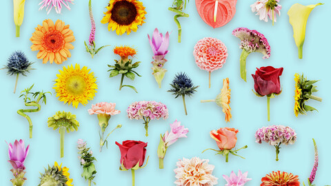 Bloomtown Bonanza: 25 Gorgeous 3D Scanned Flowers for Your Digital Garden