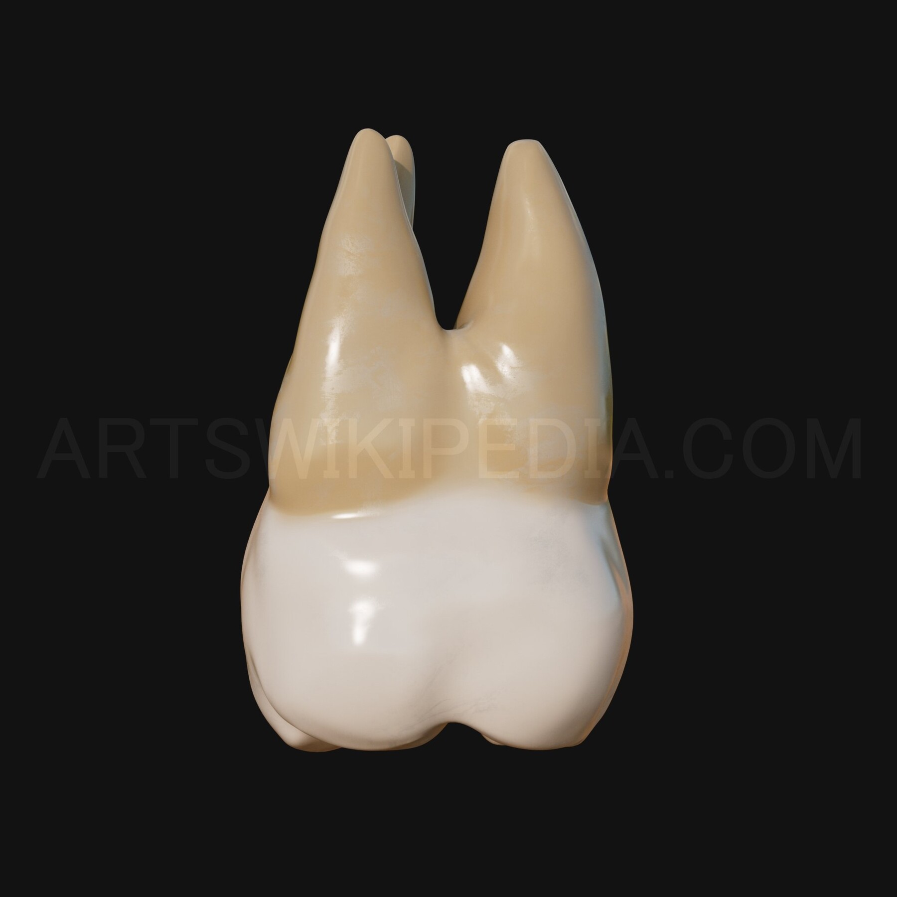 ArtStation - 3D Model Of Maxillary Left Third Moler | Resources