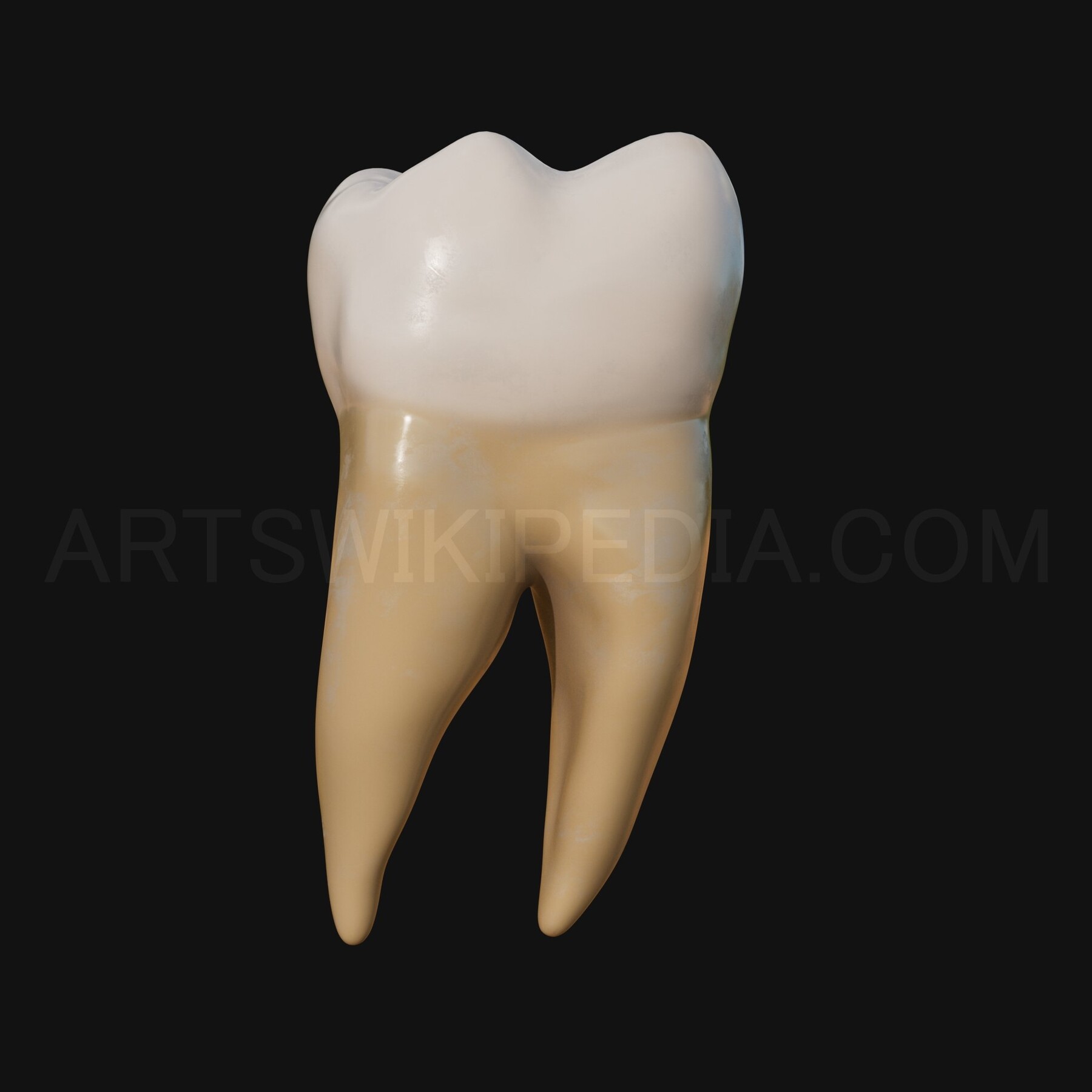 ArtStation - 3D Model of mandibular left first molar | Resources