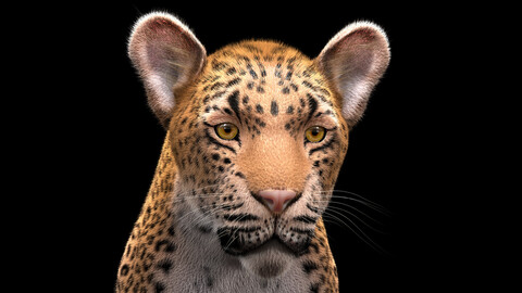 Shira The Leopard