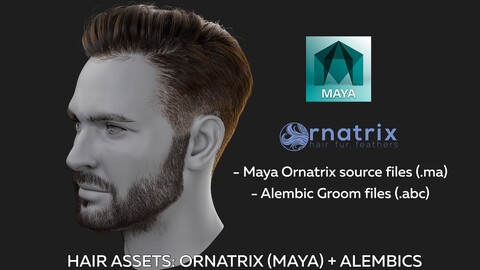 Male hair Asset - Ornatrix groom in Maya/ Alembic groom