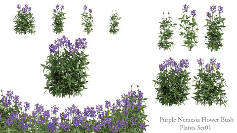 5 purple Nemesia flower bush _ Plants set 01