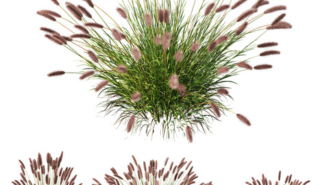 Plants Pennisetum Alopecuroides Lampenputzergras Fountain Hameln Version02