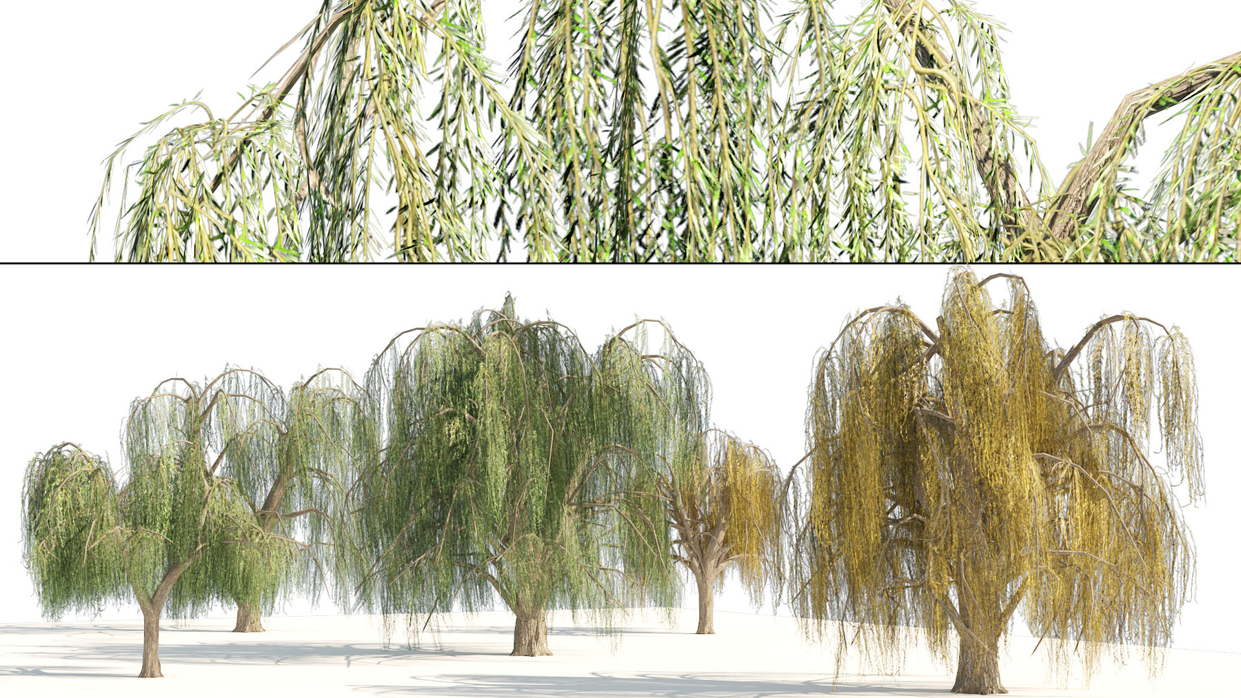 How to Plant Weeping Willow Trees: 13 Steps (with Pictures)
