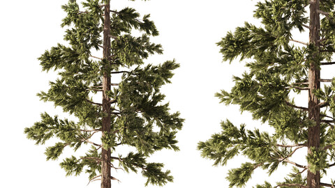 Pine Tree Set1