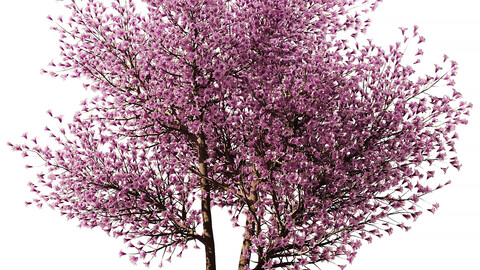 Spring Tree SetV1 (Pink flower Tree)(3dsMax+FBX+OBJ+STL+MAP)