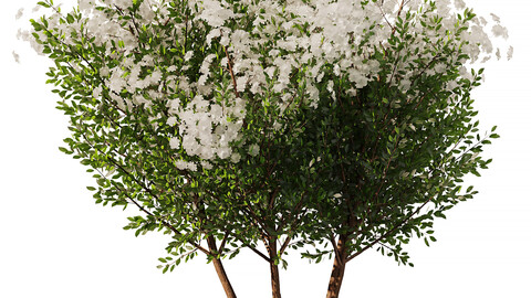 Spring Tree SetV2 (3dsMax+FBX+STL+OBJ)