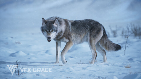 Wolf Animation | VFX Grace