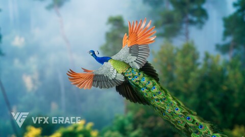 Indian Peafowl Animated | VFX Grace