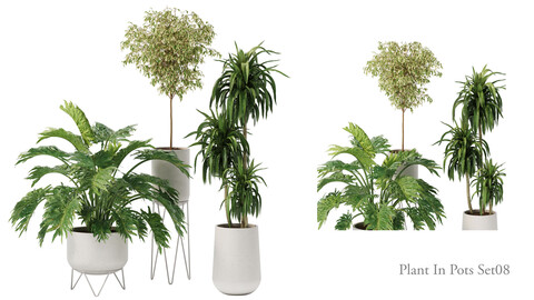 plant in pots _ set 08