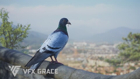 Pigeon Animated | VFX Grace