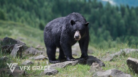 American Black Bear Animated | VFX Grace