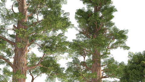 Giant sequoia Redwood trees