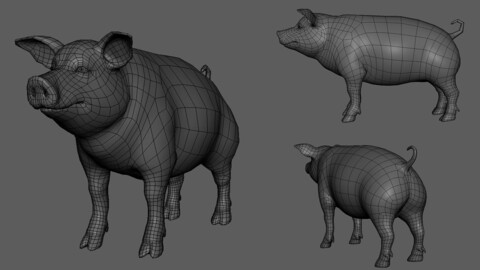 Pig ( BaseMesh ) - Topology + UV map