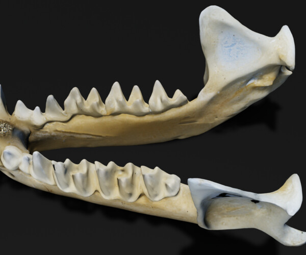 ArtStation - Bat jaw bone 3D model | Game Assets