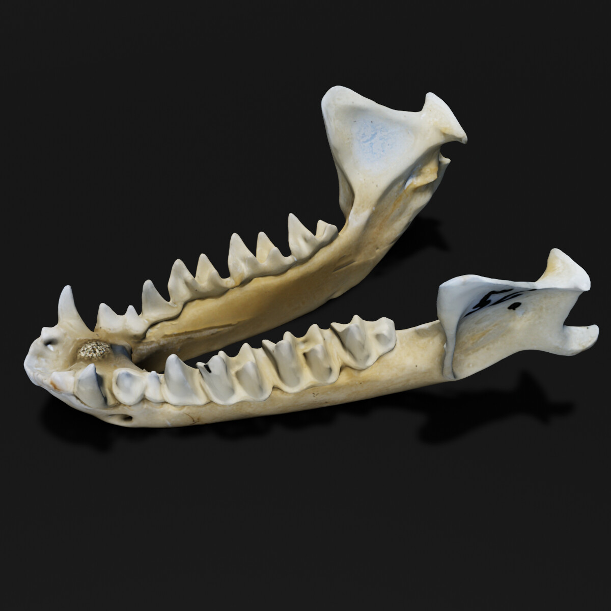 ArtStation - Bat jaw bone 3D model | Game Assets