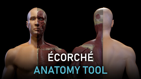 Écorché - Anatomy Tool