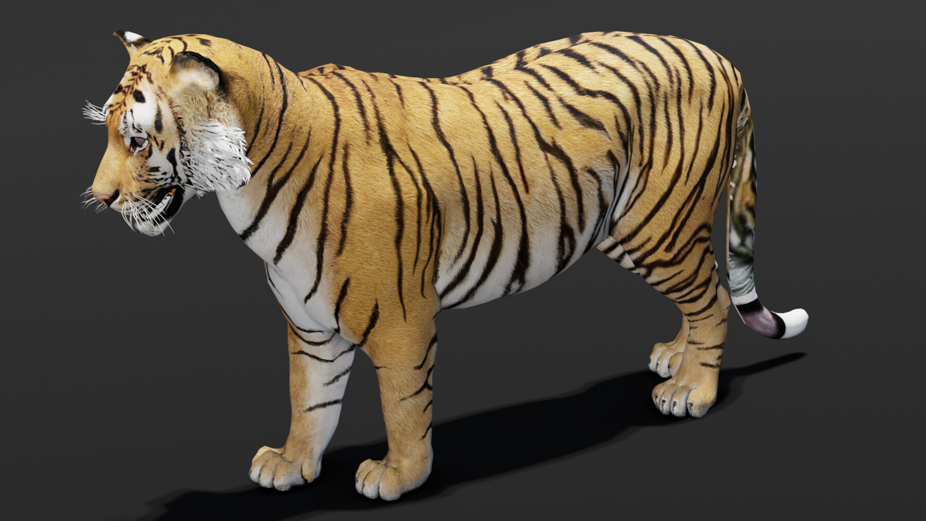 Free Tiger 3D Models