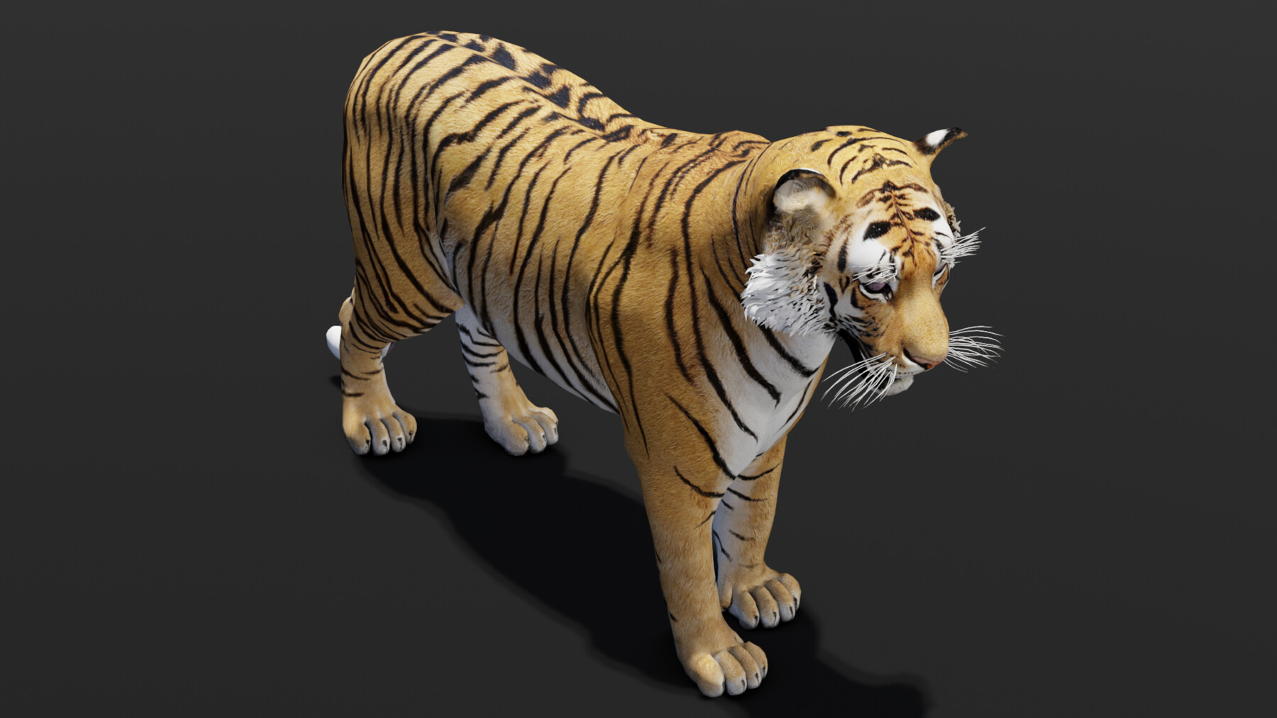 ArtStation - Tiger Animated 3d Model