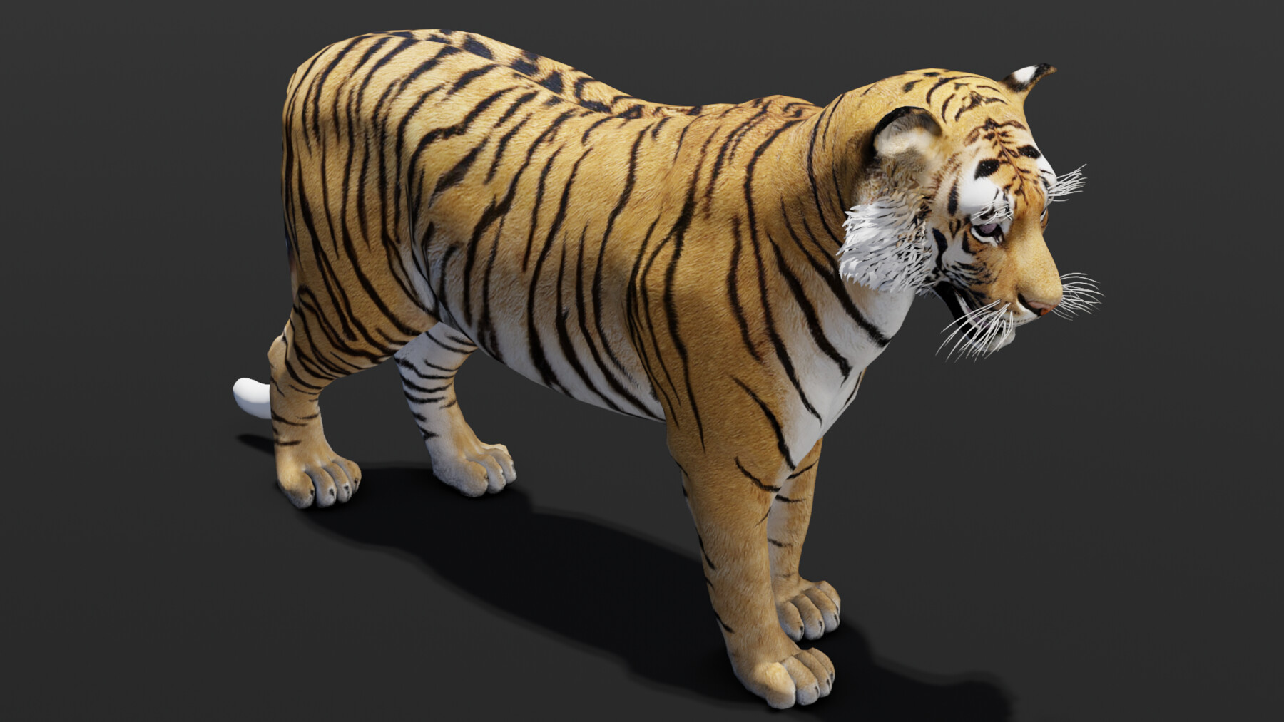 ArtStation - Tiger Animated 3d Model