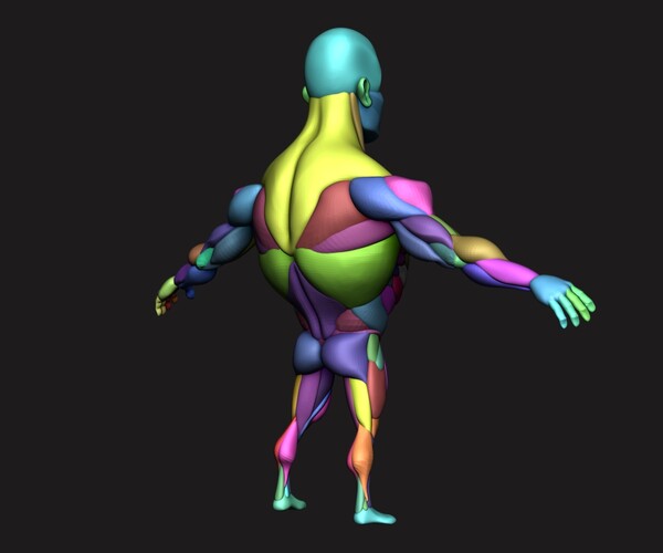 ArtStation - Stylized Anatomy Blockout V1 | Resources