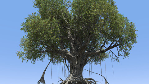 High quality Large banyan tree 01