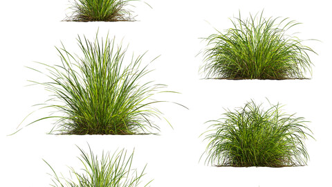 Carex Elata Aurea Grass