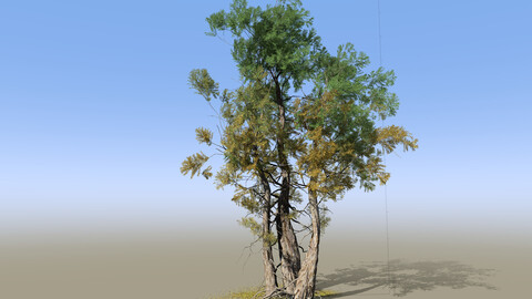 Bristlecone Tree 01