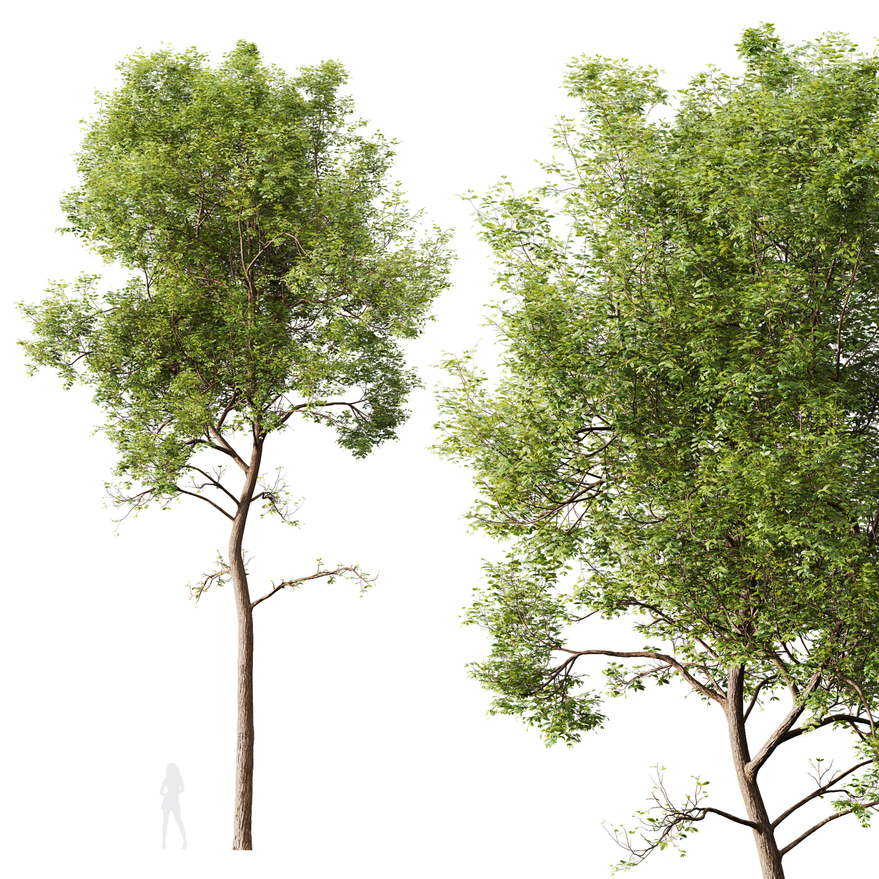 Artstation - Hq Plants Ash Tree Tall 