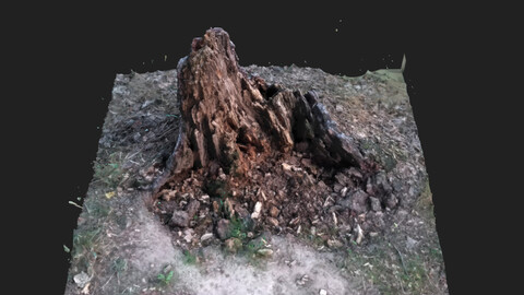 Stump: 3D Scan Reference