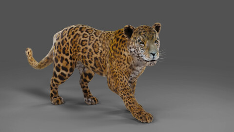 Fur Jaguar V02 Rigged & Animation in Blender - Unity