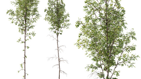 HQ Plants Betula Pendula