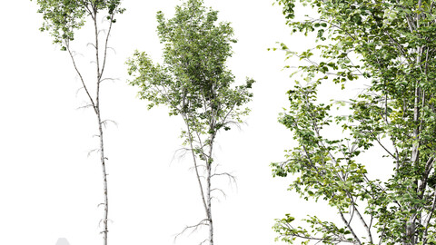 HQ Plants Betula Pendula02