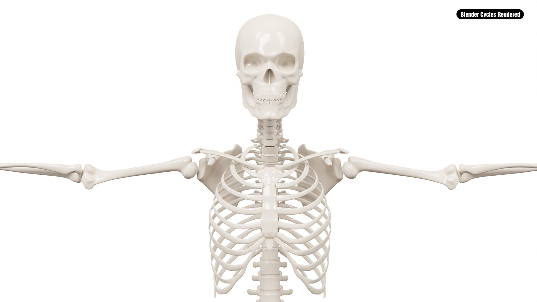 Skeleton 3 0 600m