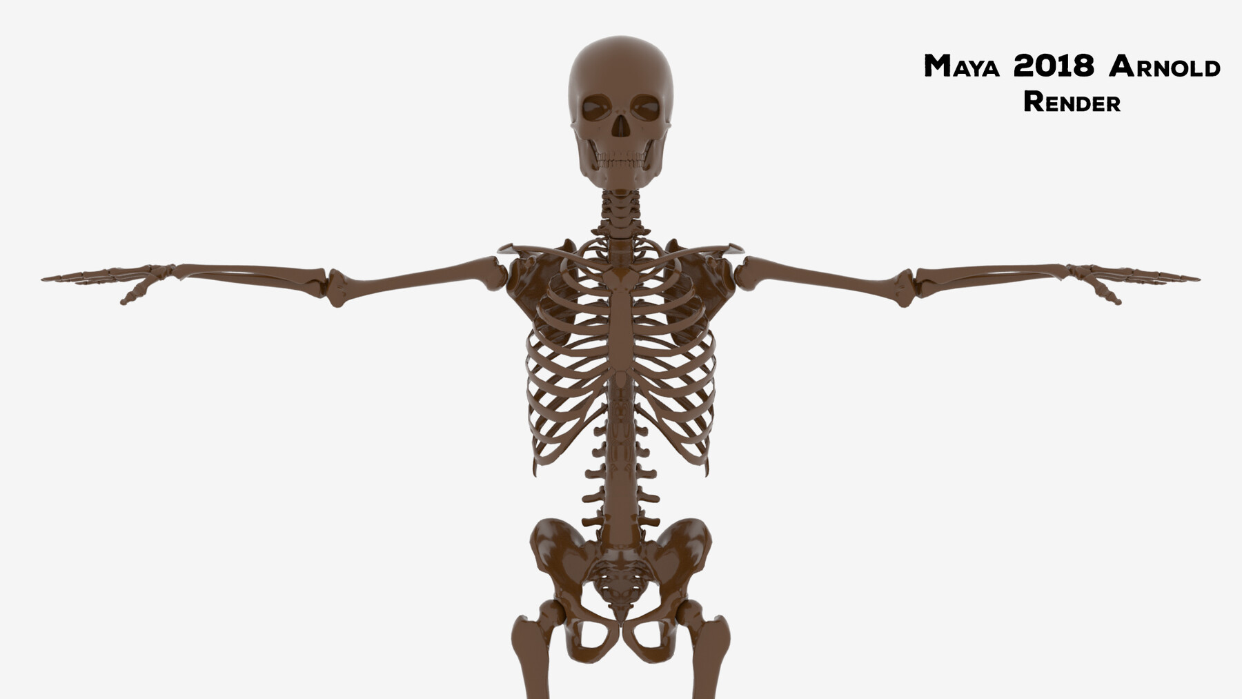 Включи скелет 3. Скелет 3д. Скелет человека 3д модель. Скелет 3d модель. Скелет в 3/4.