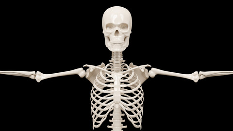 Human Skeleton 3d Realistic