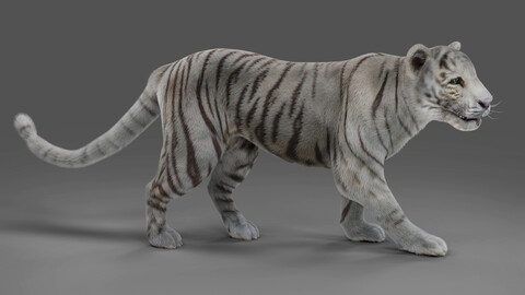 Fur White Tiger Rigged & Animation in Blender - Unity