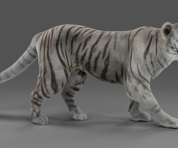 ArtStation - Bengal Tiger (Fur)