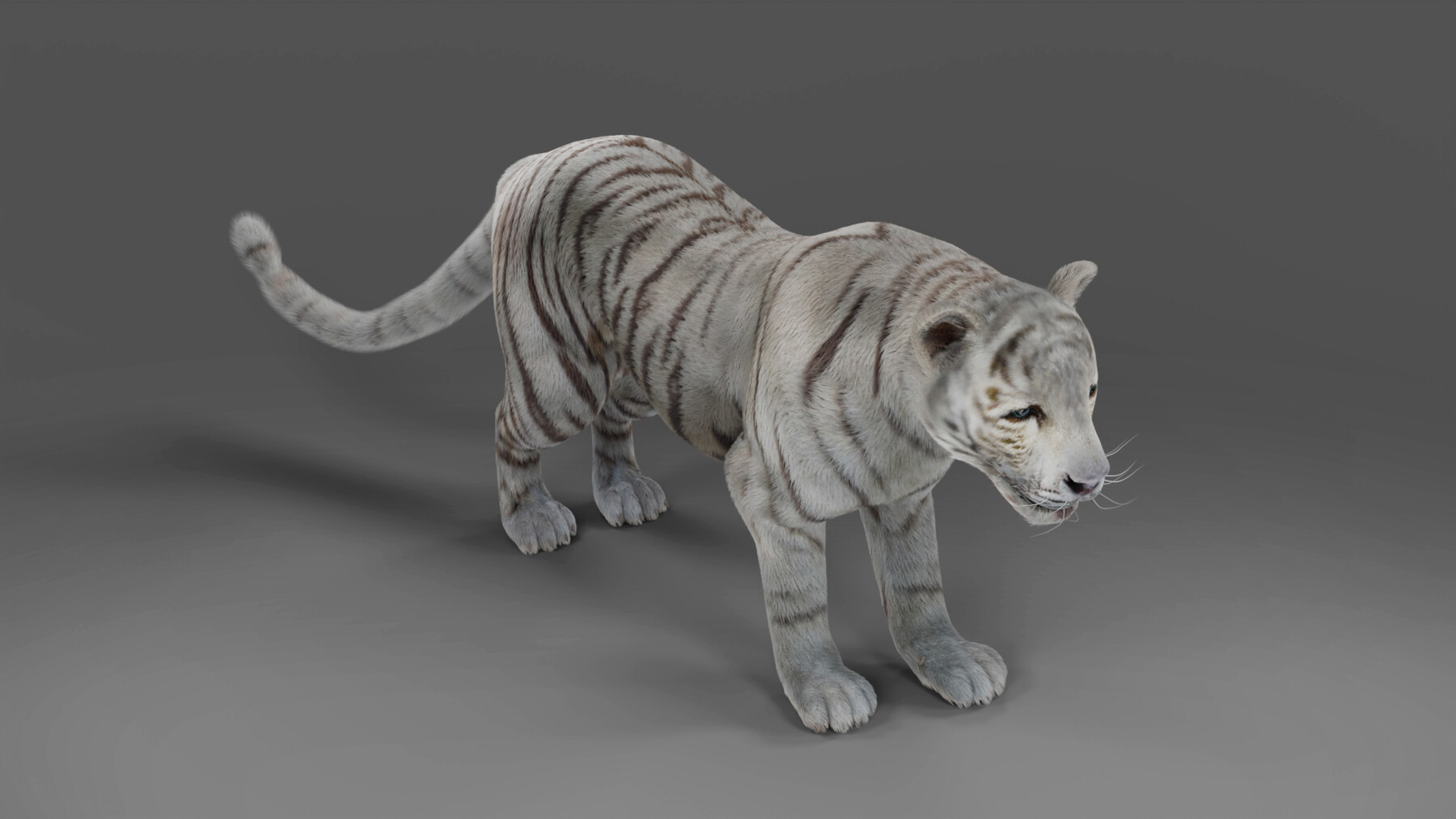 3d realistic low poly rigged high detailed bengal tiger model Low-poly 3D  Model