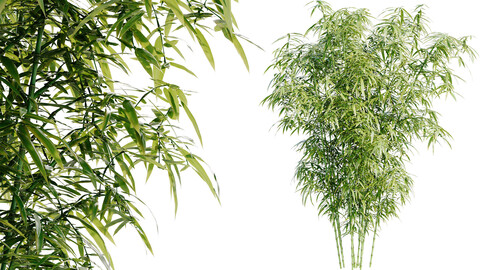 Bamboo Bush | 4K PBR Materials