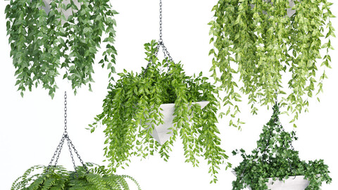 Hanging plant indoor collection vol 60