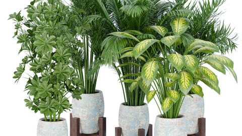 indoor plants collection vol 62