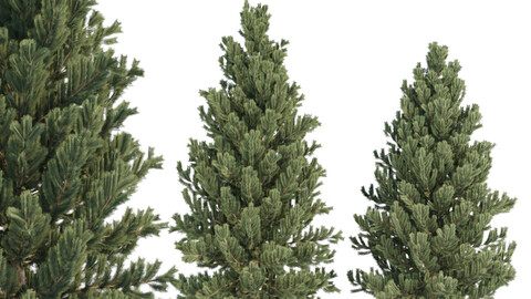 coniferous pine collection vol 2