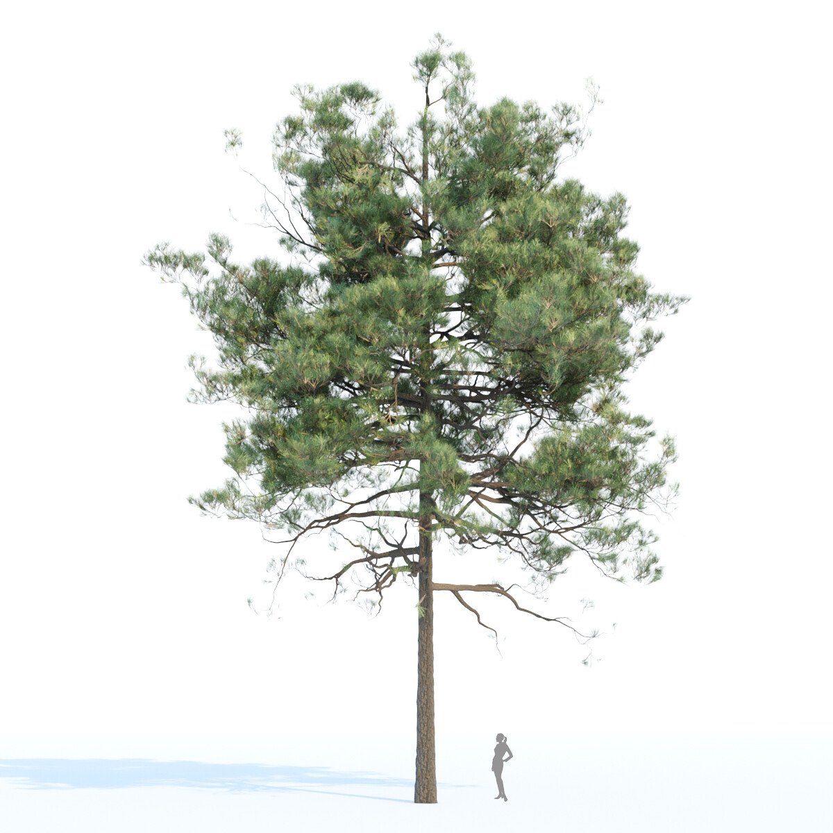 ArtStation Pine Trees Collection Vol 11 Resources   File 