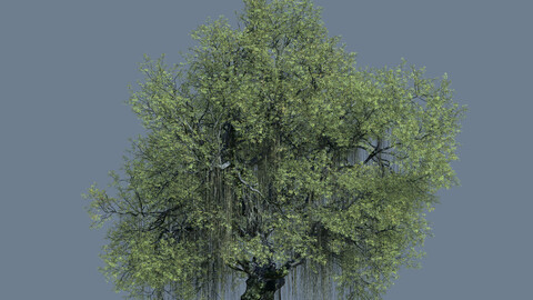 Beech Tree 01 Pack 3D model