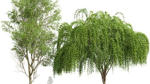 Prunus Spinosa and Weeping Willow