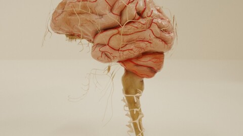 3d brain cranial nerve spinal nerve